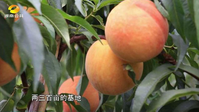 四川鮮生食袋科技有限公司,農(nóng)産品的(de)批發零售