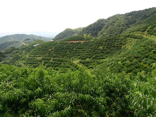 黔陽瞐大(dà)崇鄉(xiāng)黃(huáng)桃産業(yè)園3