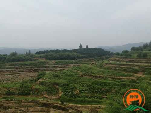 黔陽瞐大(dà)崇鄉(xiāng)黃(huáng)桃産業(yè)園1