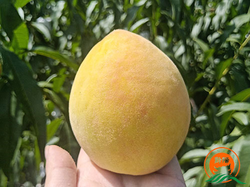 黔陽瞐黔陽黃(huáng)桃産業(yè)園4