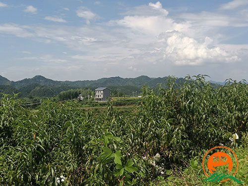 黔陽瞐黔陽黃(huáng)桃産業(yè)園6