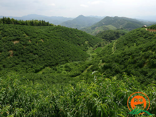 黔陽瞐大(dà)崇鄉(xiāng)黃(huáng)桃産業(yè)園4