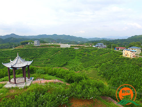 黔陽瞐黔陽黃(huáng)桃産業(yè)園1