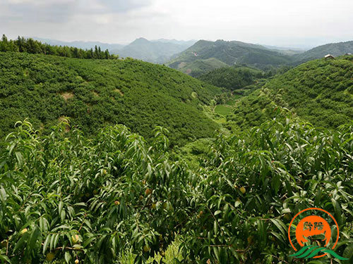 黔陽瞐大(dà)崇鄉(xiāng)黃(huáng)桃産業(yè)園2