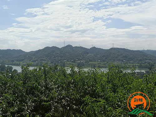 黔陽瞐黔陽黃(huáng)桃産業(yè)園8