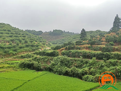 黔陽瞐岔頭鄉(xiāng)杉木(mù)田村(cūn)黃(huáng)桃産業(yè)園