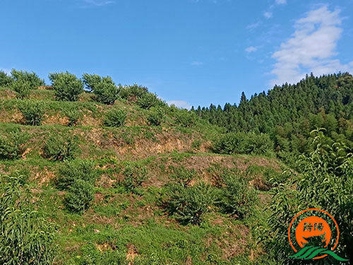 黔陽瞐岔頭鄉(xiāng)黃(huáng)桃産業(yè)園