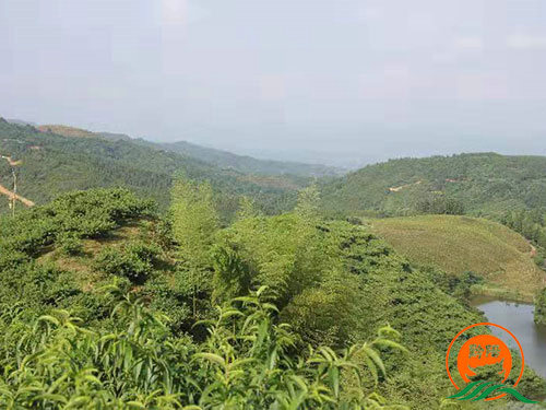 黔陽瞐黔陽瞐石江村(cūn)桃類綜合基地(dì)