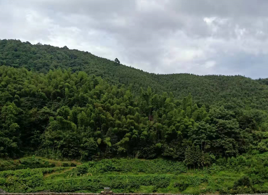 黔陽瞐安江松林(lín)基地(dì)