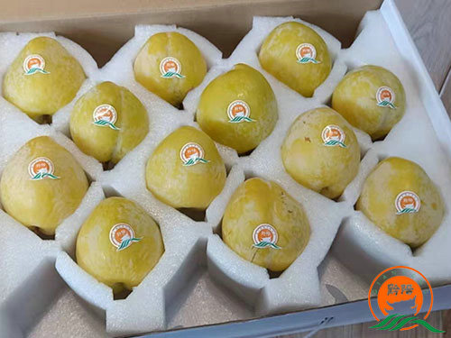 黔陽黃(huáng)金(jīn)李