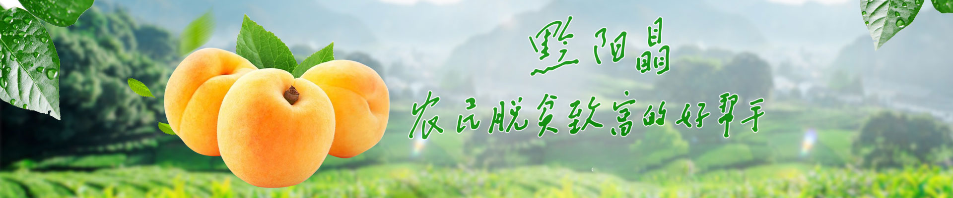 四川鮮生食袋科技有限公司_黔陽瞐_農(nóng)産品的(de)批發零售